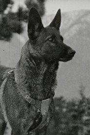 Klondike the Dog as Scout in The Law's Lash 1928