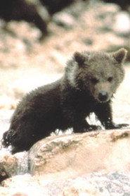 Douce the Bear as Youk the Bear Cub in The Bear 1988