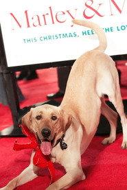 Clyde the Dog as Dog In Park in A Dogwalker's Christmas Tale 2015