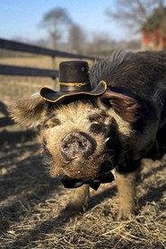 Bashi 'The Pig' as The Pig in The Duel 2024