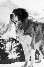 Buck as Souvenier - Millicent's Dog in Melody Trail 1935