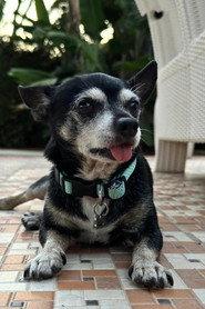 Cuki as Regaliz in Estoy buscando un perro 2025