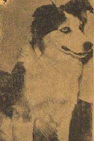 Tuffy as Tuffy - Rankin's dog in Rolling Caravans 1938