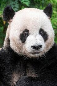 Le Bao as Self in My Dearest Fu Bao 2024