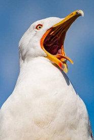 Mouette as Mouette in Odyssey sur les traces de Sam Neill 2015