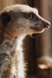 Elvis the Meerkat as Trevor in Mia and the White Lion 2018
