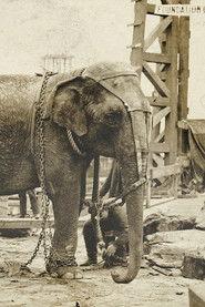 Topsy as Self in Electrocuting an Elephant 1903