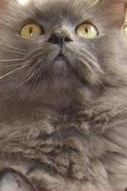 Monstro Cat as Monstro in Gojira e Monstro 2025