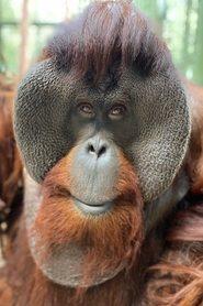 Sam the Orangutan as Sam the Orangutan (archival footage) in Dunston Checks Out 2022