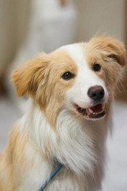 Ta Ta as Stray Dog in New Life 2025