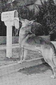 Flame the dog as Shep in My Dog Shep 1946