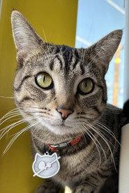 Wolfie The Cat as Crashcat in CRASHCAT 2026