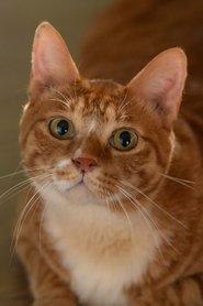 Geum-dong as Meowmeow in My Daughter Is a Zombie 2025