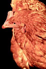 The Chicken as in Alpha and Omega 2025