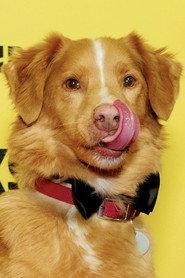 Indy as Indy in Good Boy 2025