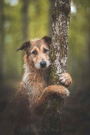 Kodi as Cosmos in Dog on Trial 2024