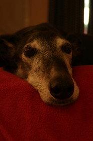 Bobby the dog as The dog in Exchange 2026