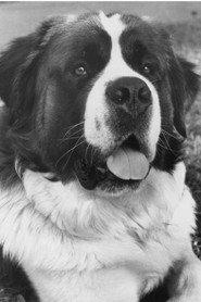 Chris the Dog as Beethoven in Beethoven 1992