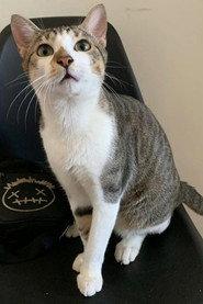 Noah as O Gato in Agora 2023