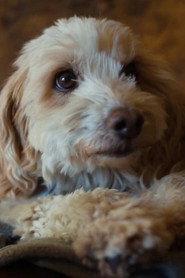 Birba as The truffle hunting dog in Trifole 2024