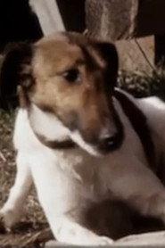 Chainsaw as Chainsaw the Fox Terrier in Charlie, the Lonesome Cougar 1967