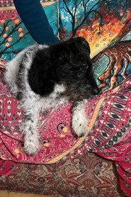 Buddy the punk-dog as As themselves in Keep The Faith 2026