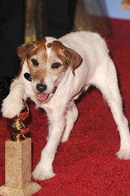 Uggie as Scoots in Holiday Road Trip 2013