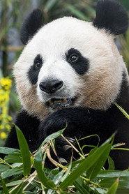 Ai Bao as Self in My Dearest Fu Bao 2024