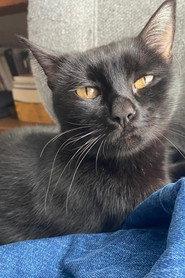 La negrita as La negrita in Somos animales 2023