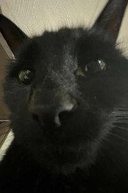 Bagherra The Cat as Bugherra in Copycat 2023