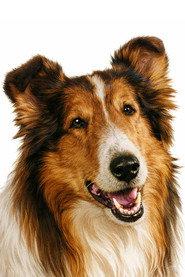 Lassie as Lassie the Dog in Look Homeward 1965
