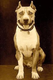 Luke the Dog as  in Lover's Luck 1914