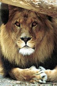 Bongo the Lion as Circus Lion in Rescuers: Stories of Courage - Two Families 1998