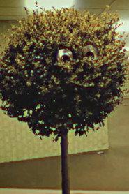 Bosso Magnol as Albero con Faccia in InfiniMart©®™ 2022