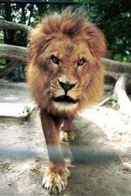 Caesar the Lion as Circus Lion in Rescuers: Stories of Courage - Two Families 1998