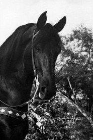 Black Jack as Black Jack in Covered Wagon Raid 1950