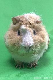Tsumugi as Molcars (voice) in Pui Pui Molcar the Movie: MOLMAX 2024