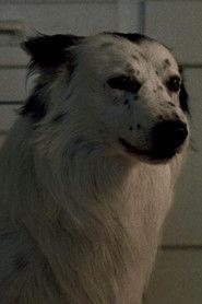 Jake as Dog at Party (uncredited) in Hot to Trot 1988