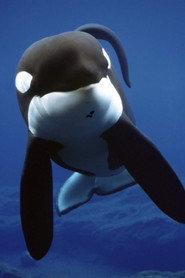 Keiko as Willy in Free Willy 1993