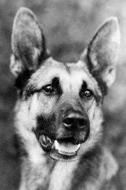 Strongheart as in Wonder Dogs! Canine Stars of the Silent Era (1898-1928) 2025