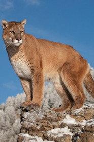 Charlie as Charlie the Cougar in Charlie, the Lonesome Cougar 1967