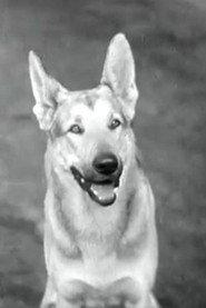 Tarzan as Tarzan (as Tarzan the Police Dog) in Captured in Chinatown 1935