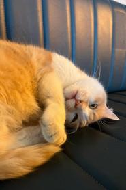 Osman The Cat as Milo (Cat) in MILO 2024