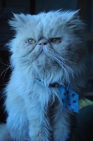 Jorge as Jorge in The Cats 2020