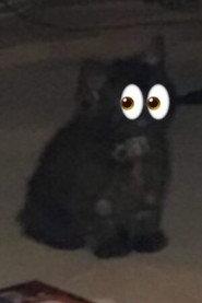Sooty as The Creature in Friend in the Woods 
