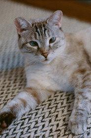 Pumpkin as Cat (Self) in Adrift Potentials 2024
