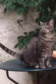 Zgougou as Self in Tribute to Zgougou the Cat 2002