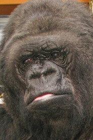 Koko as Herself in Koko: A Talking Gorilla 1978