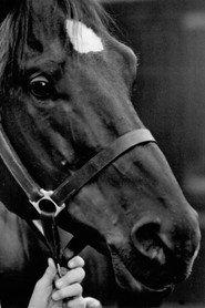 Docs Keepin Time as Black Beauty (horse) in Black Beauty 1994