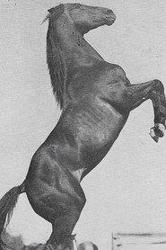 Rex as The Black (as Rex the Wonder Horse) in The King of the Wild Horses 1924